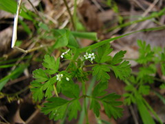 Chaerophyllum procumbens