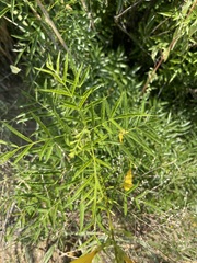 Tecoma stans angustata