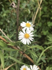 Symphyotrichum lanceolatum