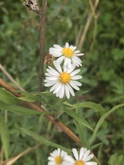 Symphyotrichum lanceolatum