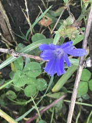 Cichorium intybus