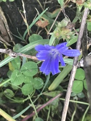 Cichorium intybus