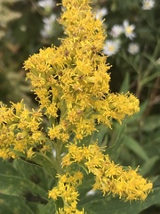 Solidago