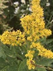 Solidago