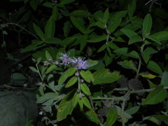Lepidaploa arborescens