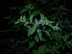 Lepidaploa arborescens