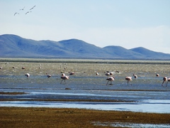 Phoenicoparrus andinus