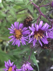 Symphyotrichum novae-angliae