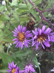 Symphyotrichum novae-angliae