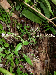 Lepidaploa remotiflora