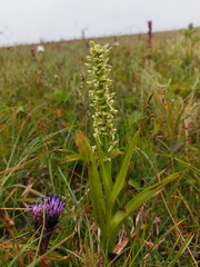 Platanthera convallariifolia