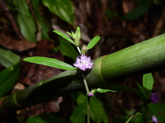 Lepidaploa remotiflora
