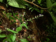 Lepidaploa remotiflora