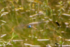 Anax indicus