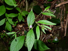 Lepidaploa remotiflora