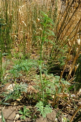 Conium sphaerocarpum