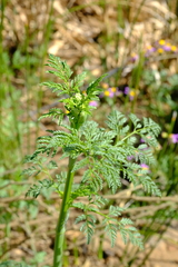 Conium sphaerocarpum