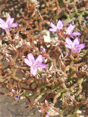 Limonium cancellatum