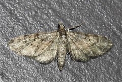 Eupithecia palpata
