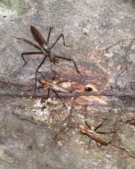 Telostylinus lineolatus