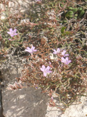 Limonium cancellatum