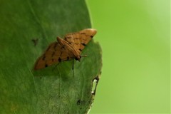 Dichocrocis
