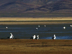 Oressochen melanopterus