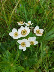 Anemonastrum villosissimum