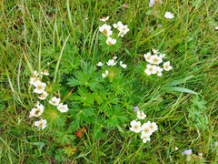 Anemonastrum villosissimum
