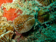 Ctenactis albitentaculata