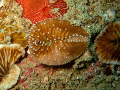Ctenactis albitentaculata