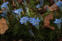 Gentiana sino-ornata