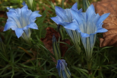 Gentiana sino-ornata