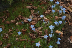 Gentiana sino-ornata