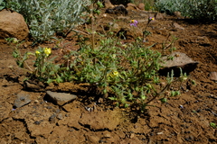 Hemimeris centrodes