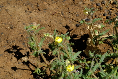 Hemimeris centrodes