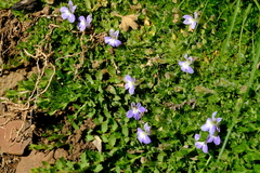 Lobelia thermalis