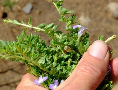 Lobelia thermalis