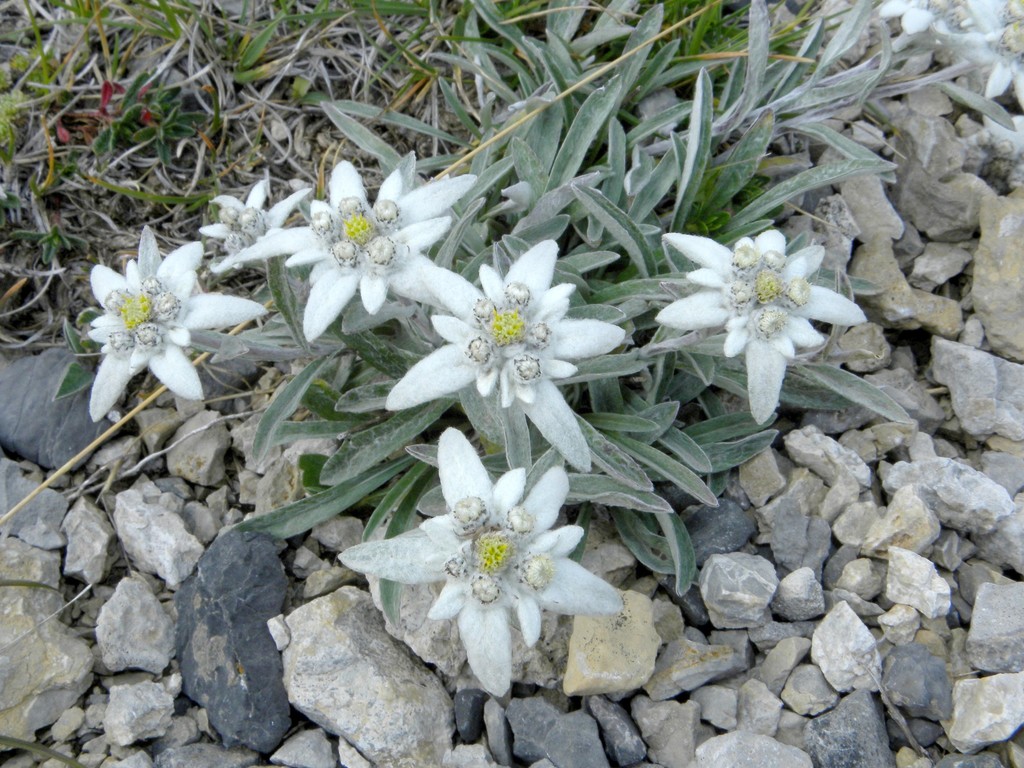 Edelweiss