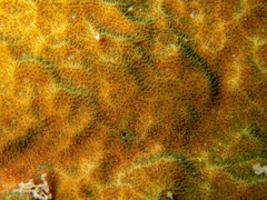 Psammocora nierstraszi