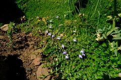 Lobelia thermalis