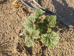 Proboscidea althaeifolia