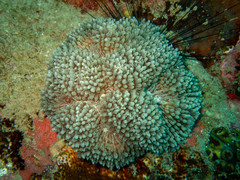 Lobophyllia flabelliformis