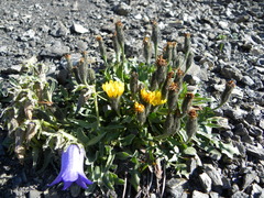 Scorzoneroides montana