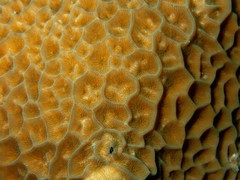 Gardineroseris planulata