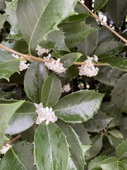 Osmanthus heterophyllus