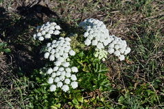 Kitagawia terebinthacea