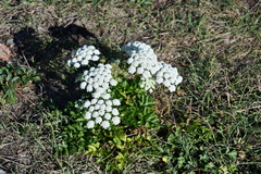 Kitagawia terebinthacea