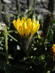 Scorzoneroides montana