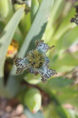 Ferraria parva